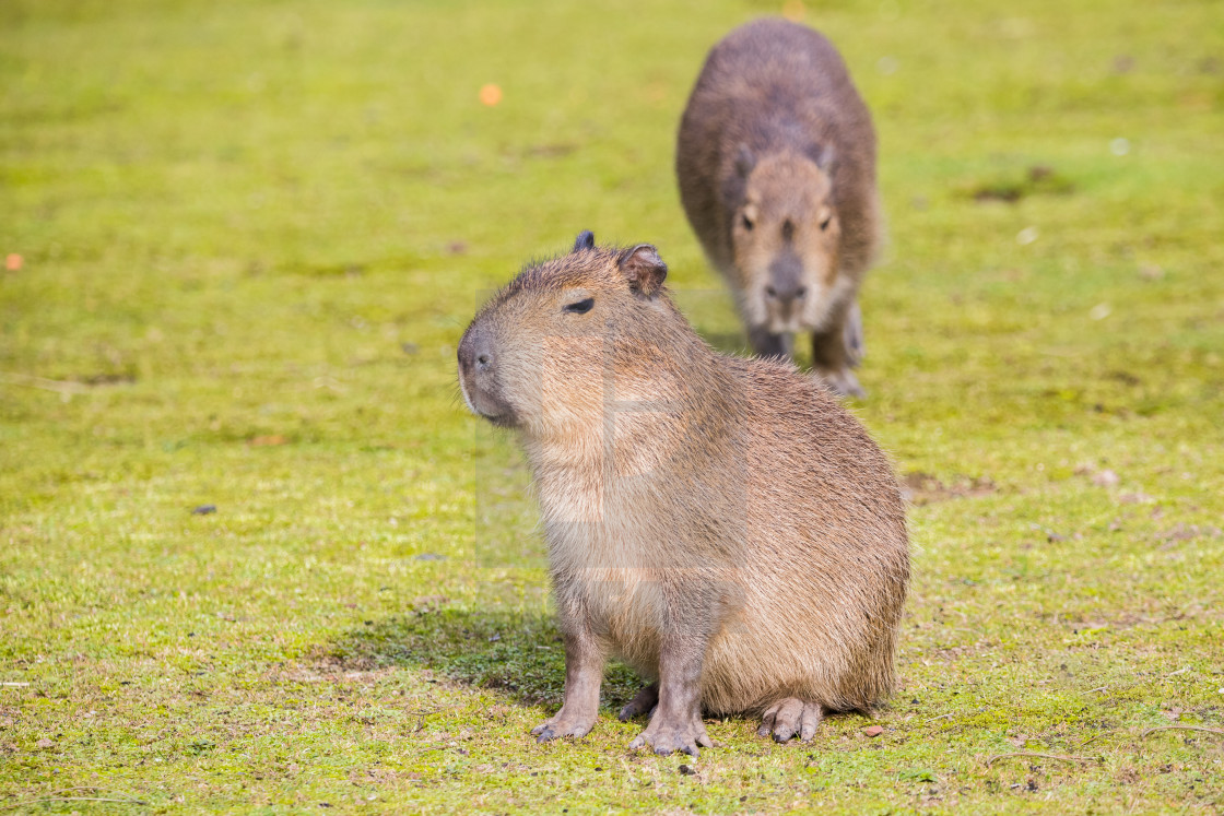Capybara Baby Pics